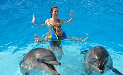 Picture of DOLPHIN SHOW